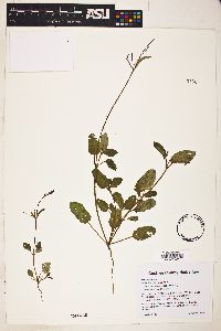 Boerhavia erecta image