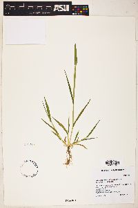 Eriochloa lemmonii image