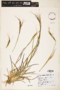 Heteropogon contortus image