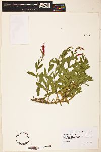 Epilobium canum image