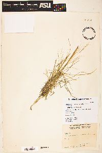 Aristida divaricata image