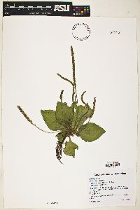 Plantago major image