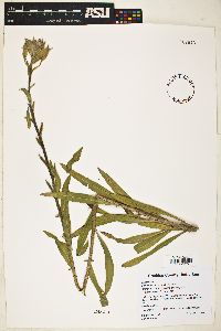 Oenothera elata image