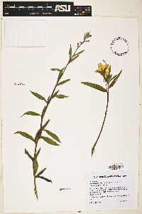 Oenothera elata image