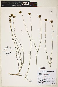 Thelesperma megapotamicum image