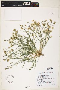 Stephanomeria exigua image