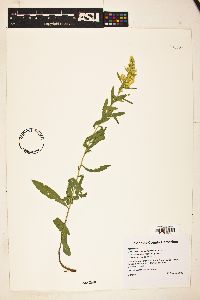 Solidago velutina image