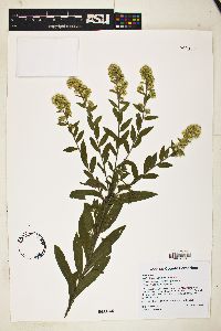 Solidago wrightii image