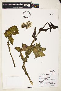 Sonchus oleraceus image