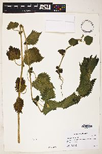 Urtica gracilenta image