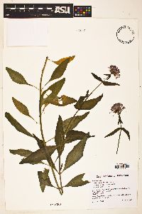 Valeriana arizonica image