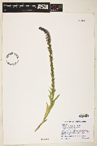 Lobelia fenestralis image