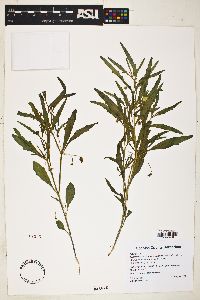 Chamaesaracha coronopus image