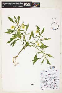 Physalis acutifolia image