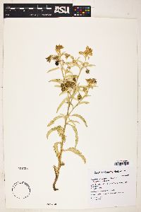 Solanum elaeagnifolium image