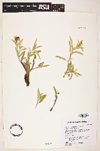 Solanum elaeagnifolium image