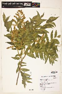 Sapindus saponaria image