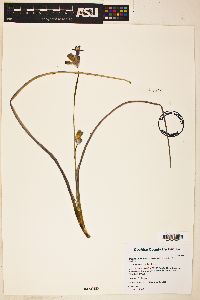 Dichelostemma congestum image