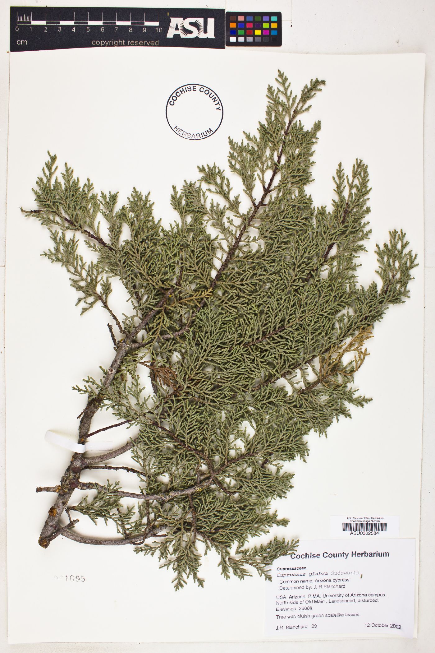 Cupressus arizonica subsp. arizonica image