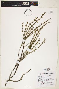 Phoradendron californicum image