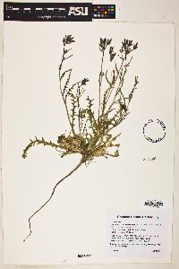 Mentzelia albicaulis image