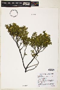 Larrea tridentata image