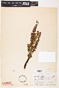 Rumex hymenosepalus image