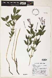 Bouvardia ternifolia image