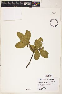 Rhamnus betulifolia image
