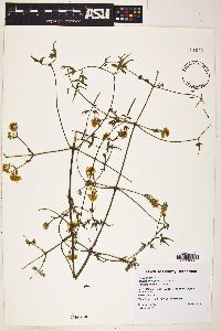 Image of Clematis pauciflora