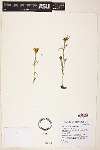 Portulaca suffrutescens image