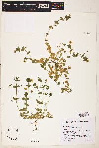 Lysimachia arvensis image