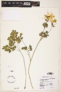 Aquilegia chrysantha image