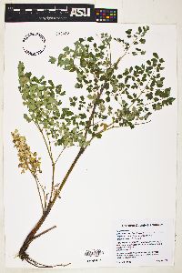 Thalictrum fendleri image