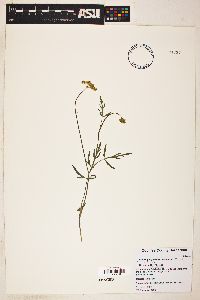 Pseudocymopterus montanus image