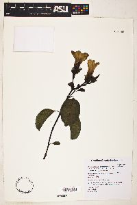 Cryptostegia grandiflora image
