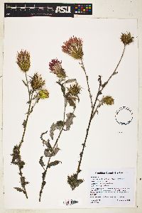 Cirsium arizonicum var. arizonicum image