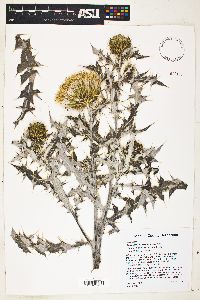 Cirsium townsendii image