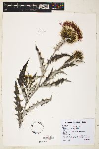Cirsium townsendii image