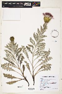 Cirsium undulatum image