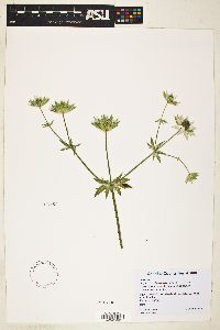 Eryngium lemmonii image