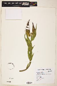 Asclepias asperula image