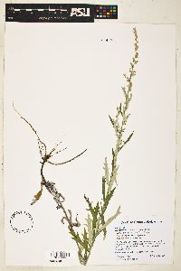 Artemisia ludoviciana subsp. sulcata image