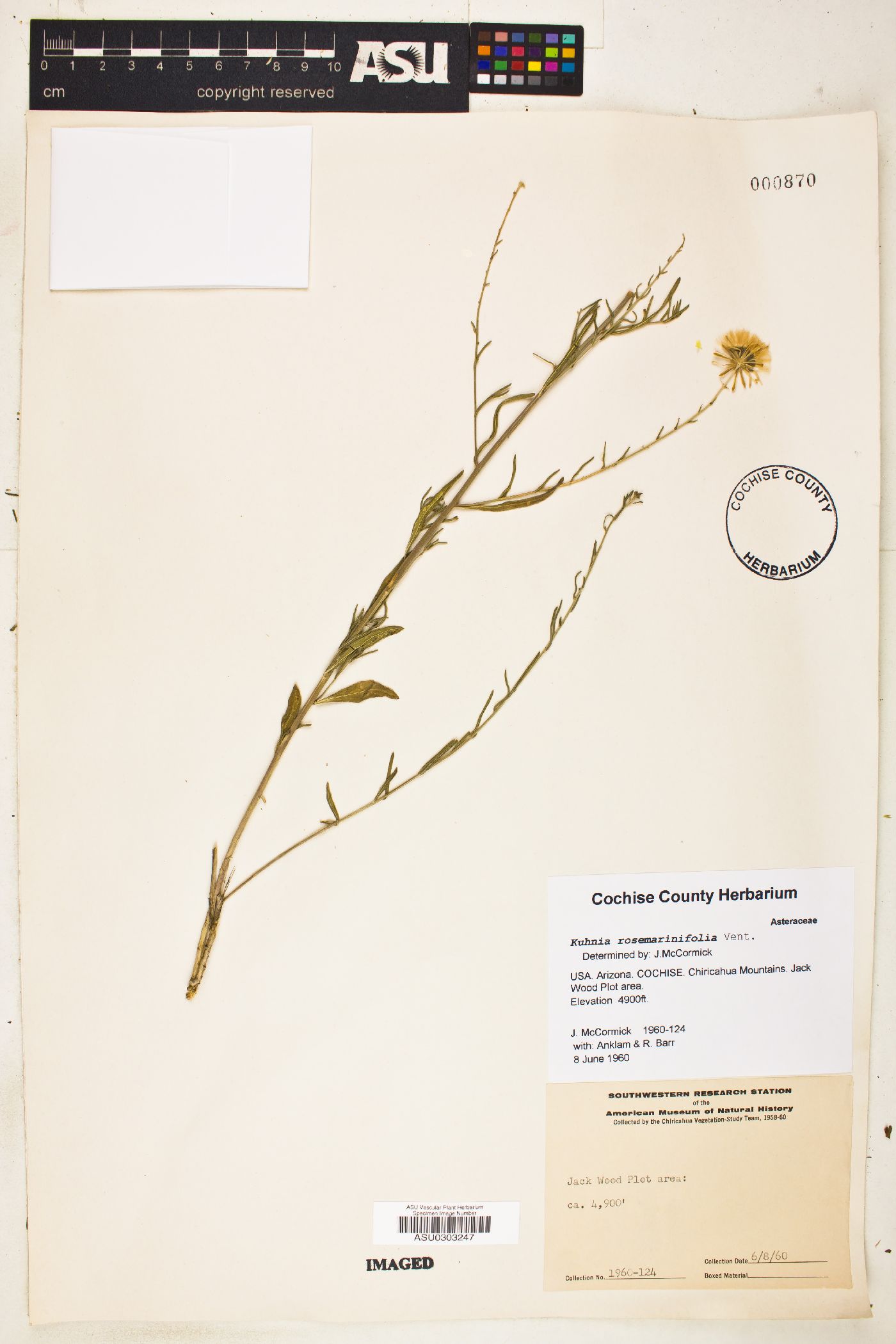 Kuhnia rosemarinifolia image
