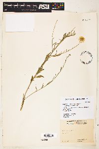 Image of Kuhnia rosemarinifolia