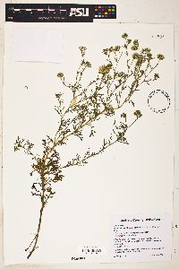 Machaeranthera tanacetifolia image