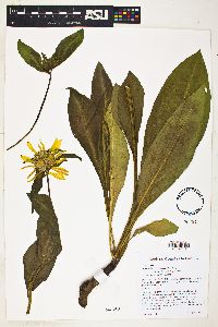 Wyethia arizonica image