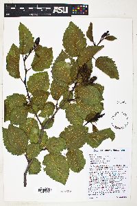 Alnus incana subsp. tenuifolia image