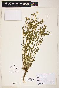 Heliopsis parvifolia image