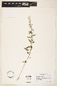 Dysphania graveolens image